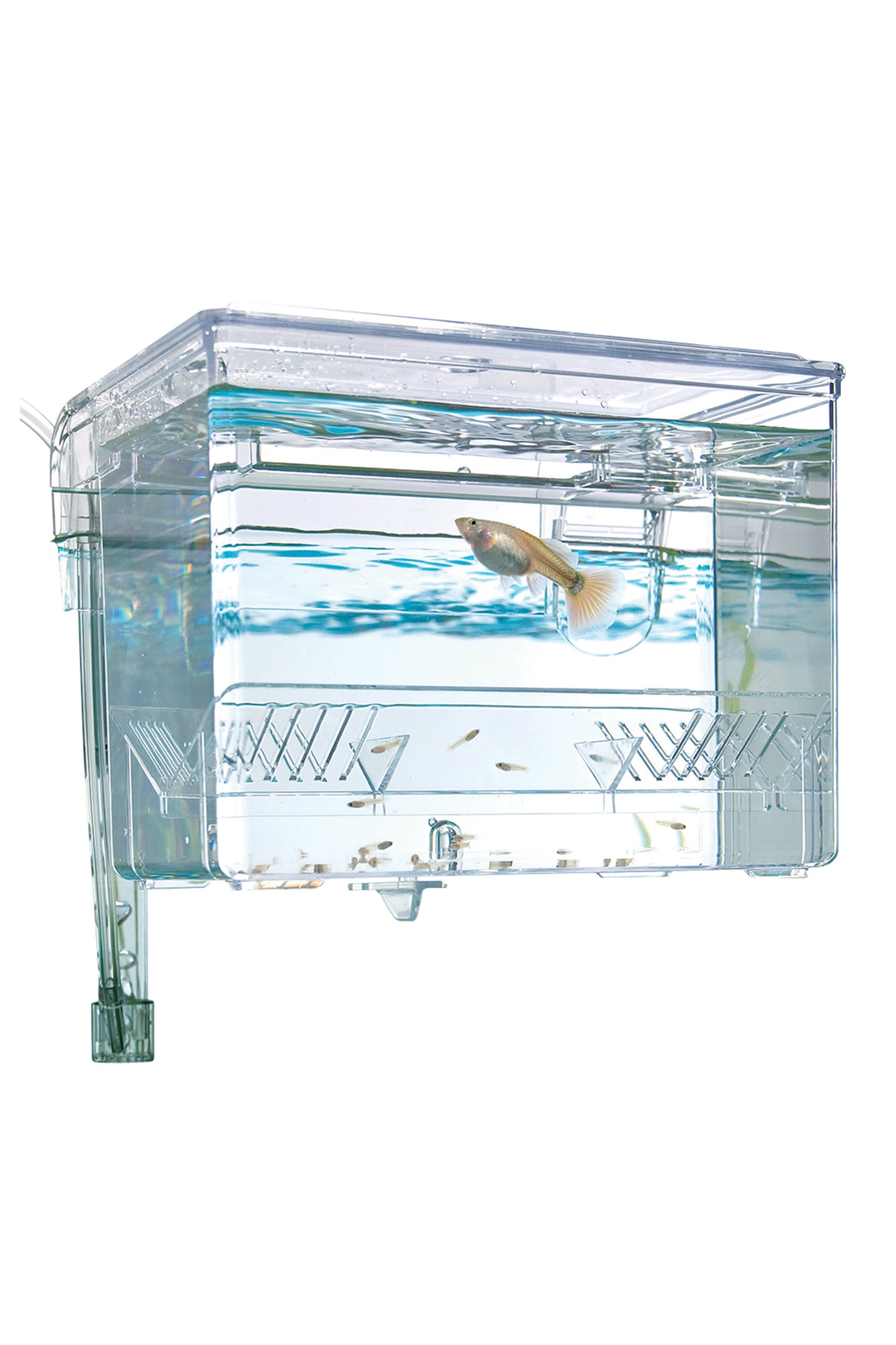 Fluval - Caixa de Criação M - 1,1 L