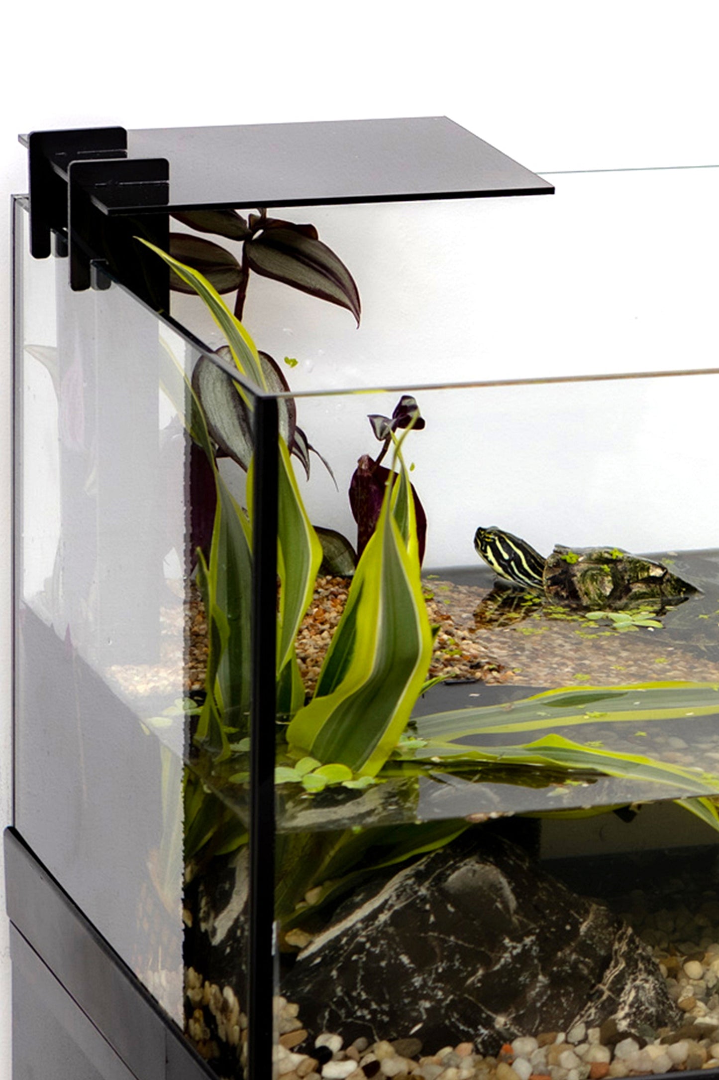 Tortuguera - AquaTerrarium 100