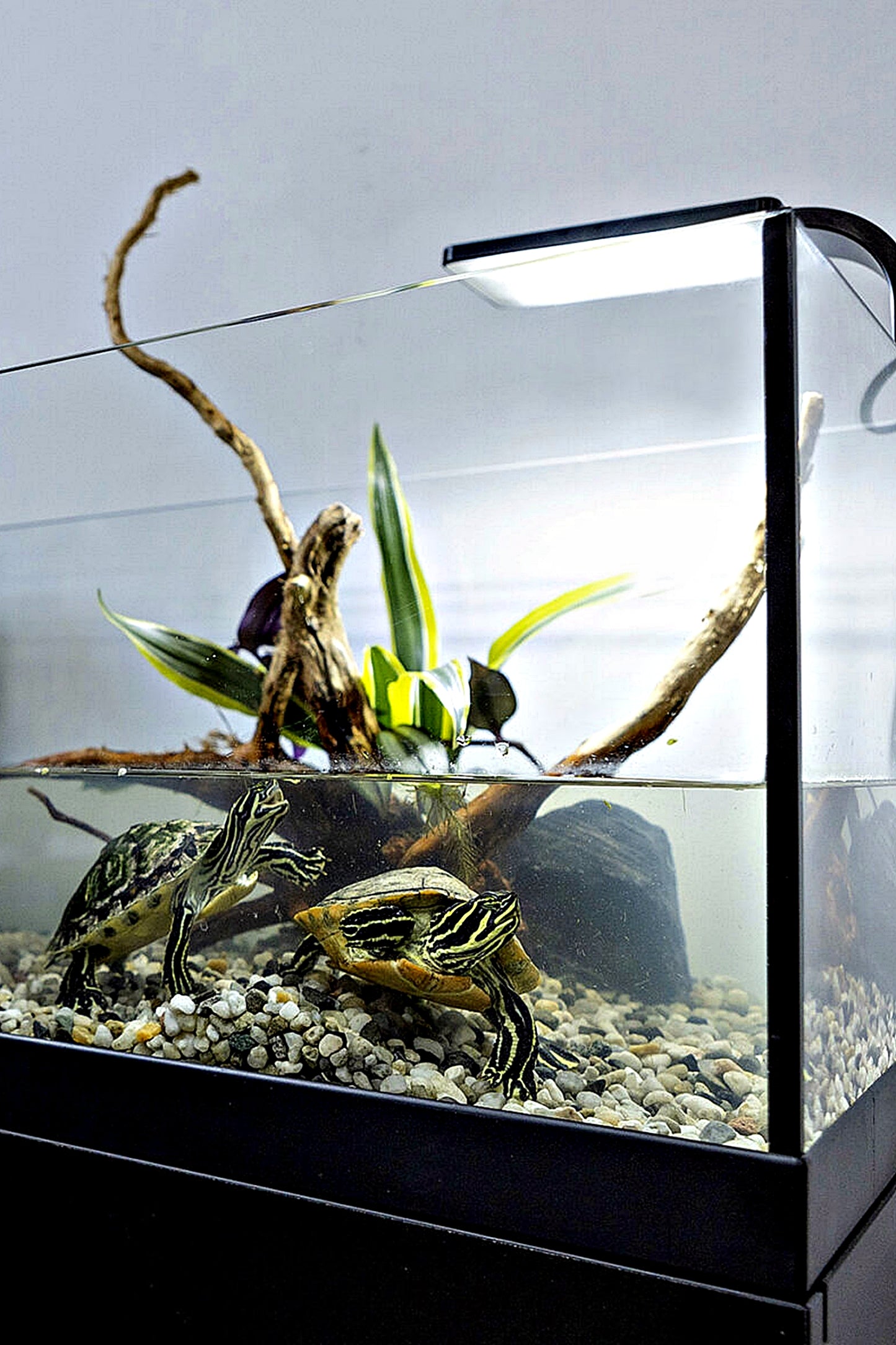 Tortuguera - AquaTerrarium 100