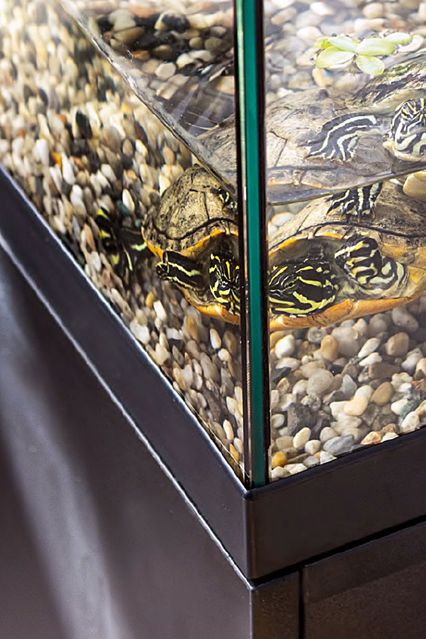 Tortuguera - AquaTerrarium 100