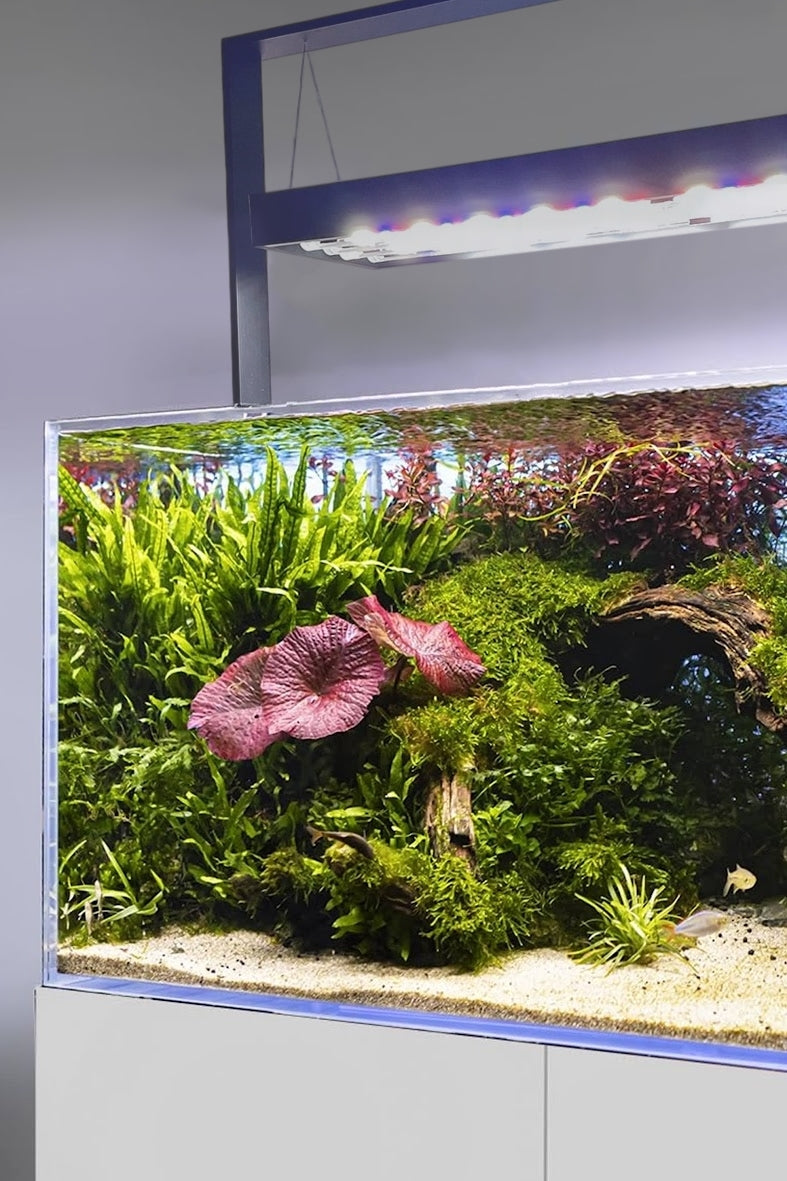 AQUAEL - Ultrascape 90 Set - Acuario Forest de 243 litros con mueble Snow