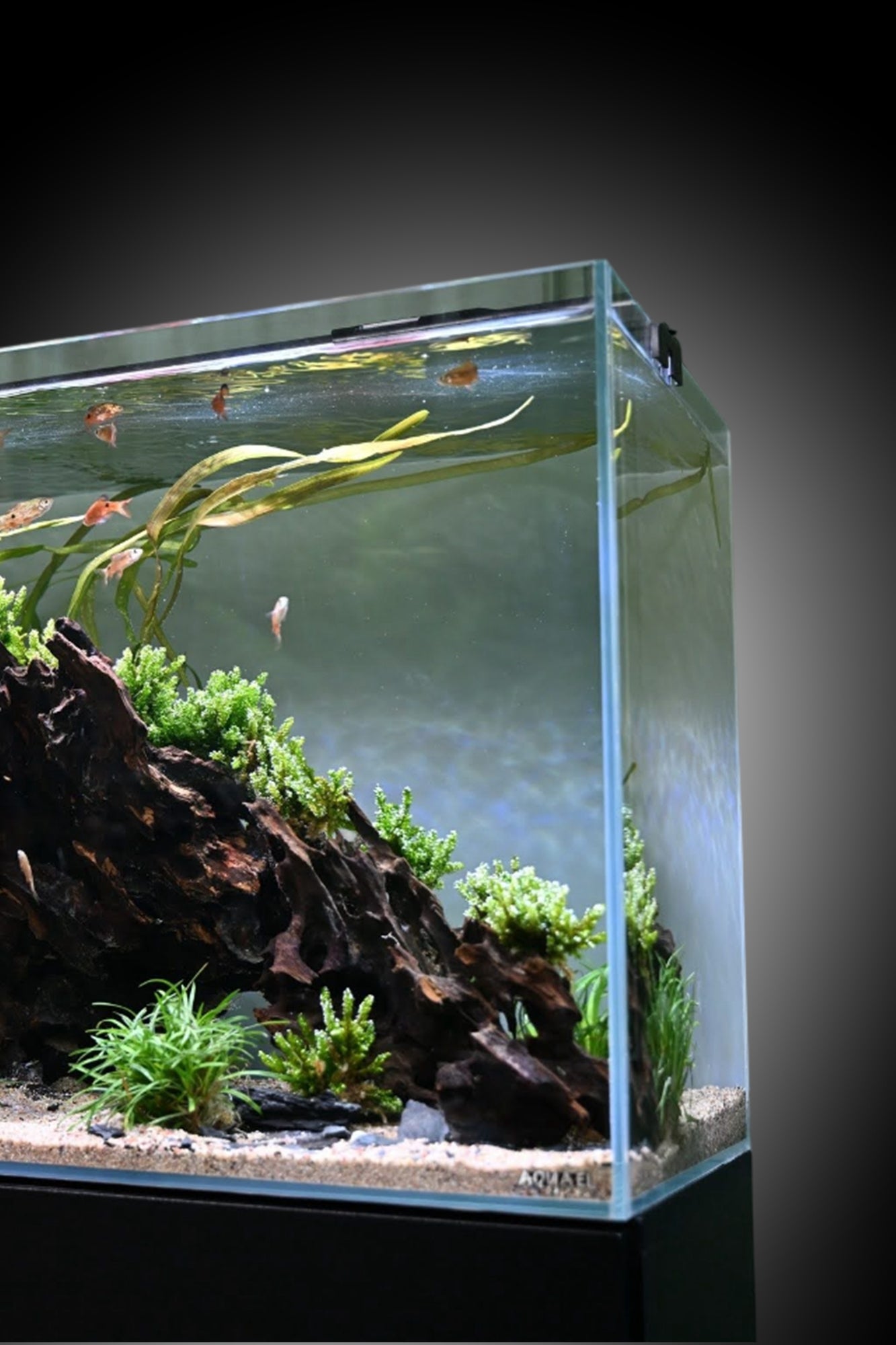 Opti Tank 100 de 200 litros - Urna de cristal óptico con mueble Gris