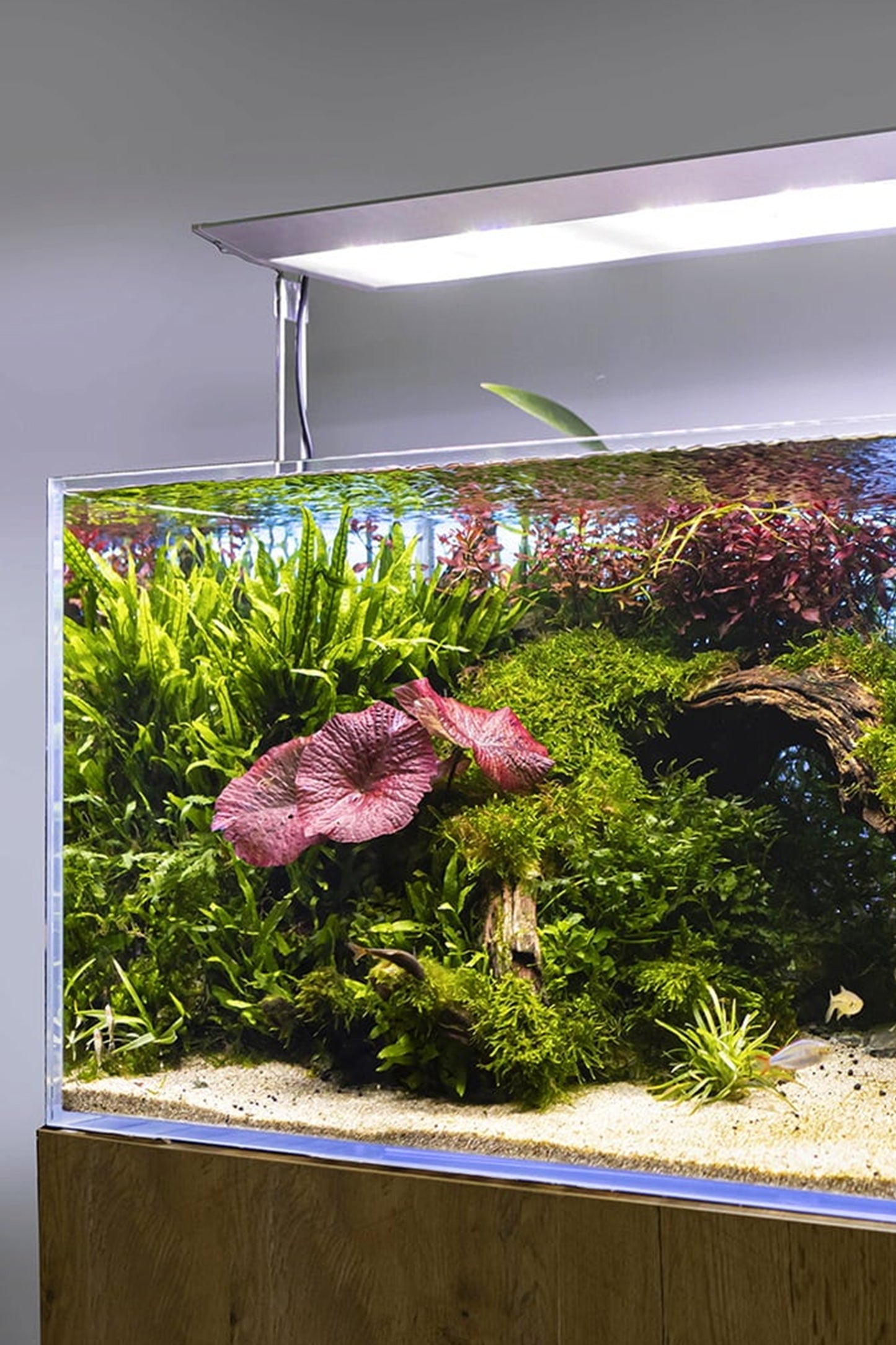 Acuario DIAMOND de 243 litros con mueble Forest