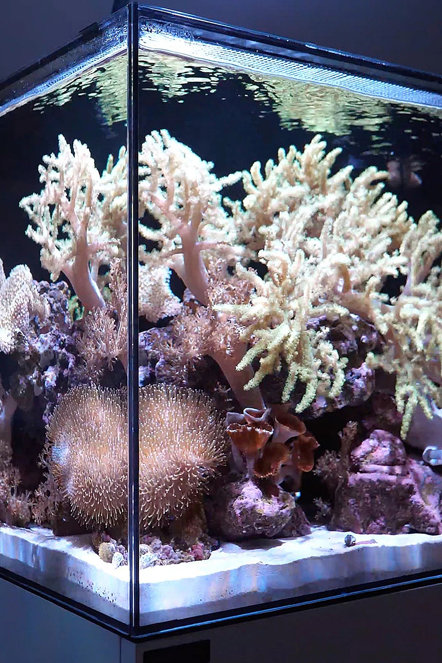 WATERBOX - Nuevo Acuario AIO 65.4 con mueble Aspen de 249 litros