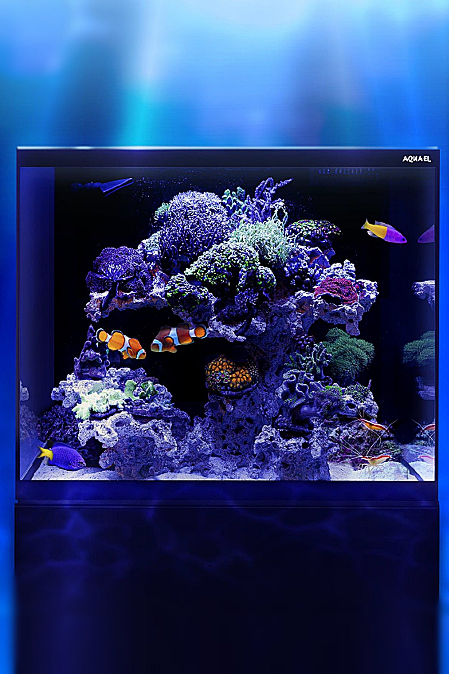 Acuario GLOSSY MARINE 60 de 170 litros con mueble negro
