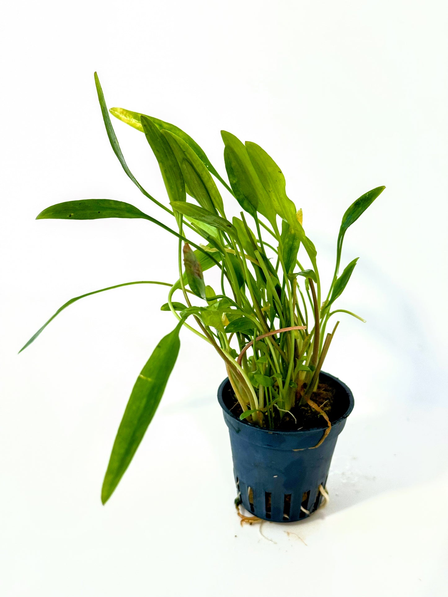 Pack Plantas Naturales (24 unidades)