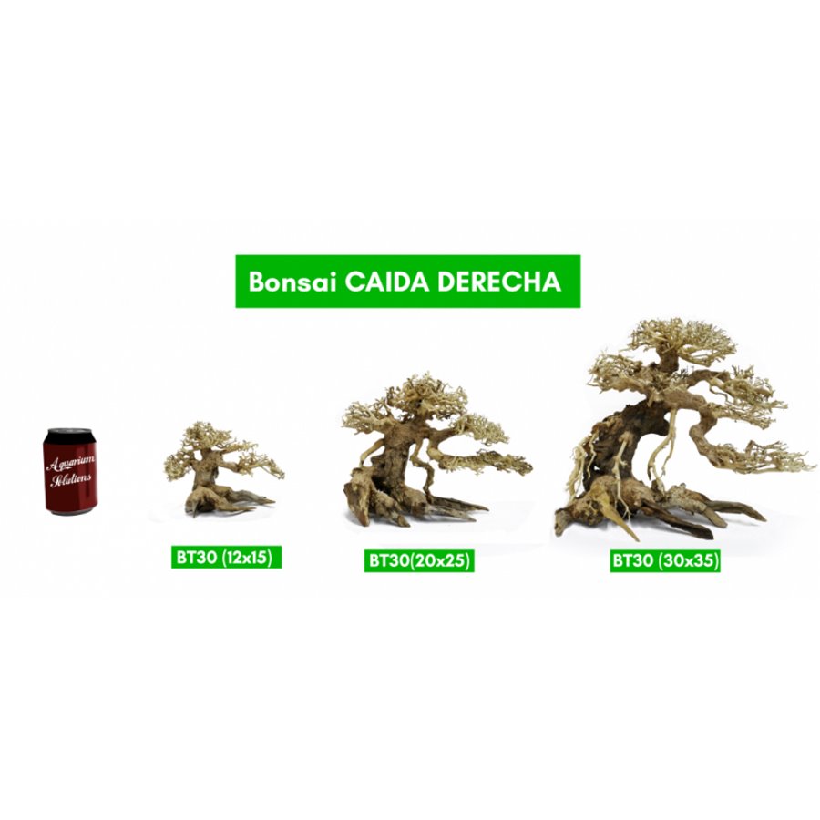 BONSAQUA - Rechter Herbstbonsai - Bt30 - 12x15 APROx.