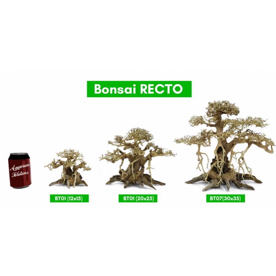 BONSAQUA - Gerader Bonsai - Bt01 - 12x15 APROx.