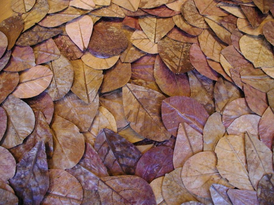 BONSAQUA - Folhas Terminalia Catappa (10 Folhas de 15/20 Cm. 20 gr. Apx.)