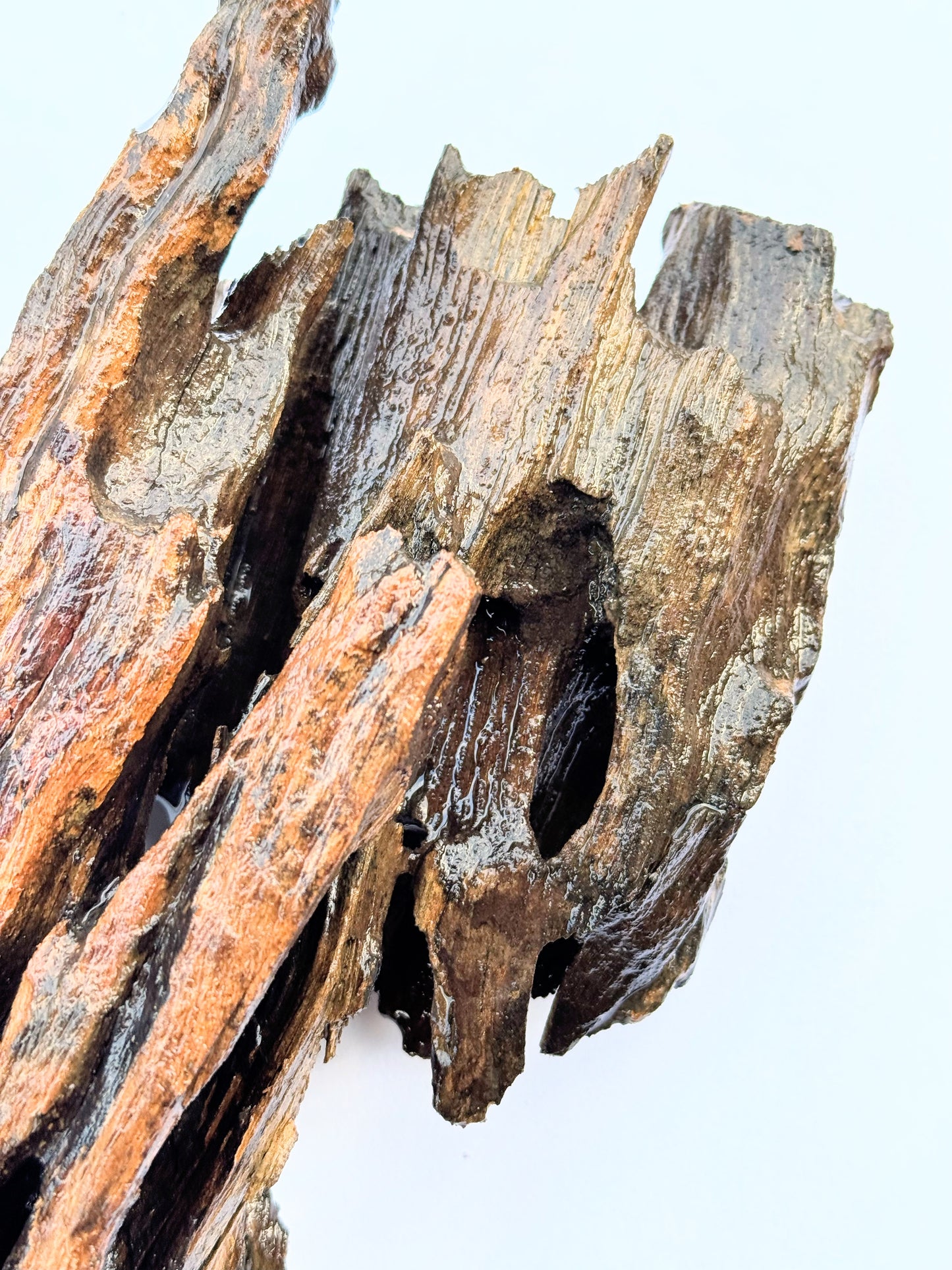 BONSAQUA - Shrimp Wood (Precio kg.)