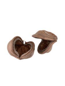 BONSAQUA - Sterculia Pod - Einheit