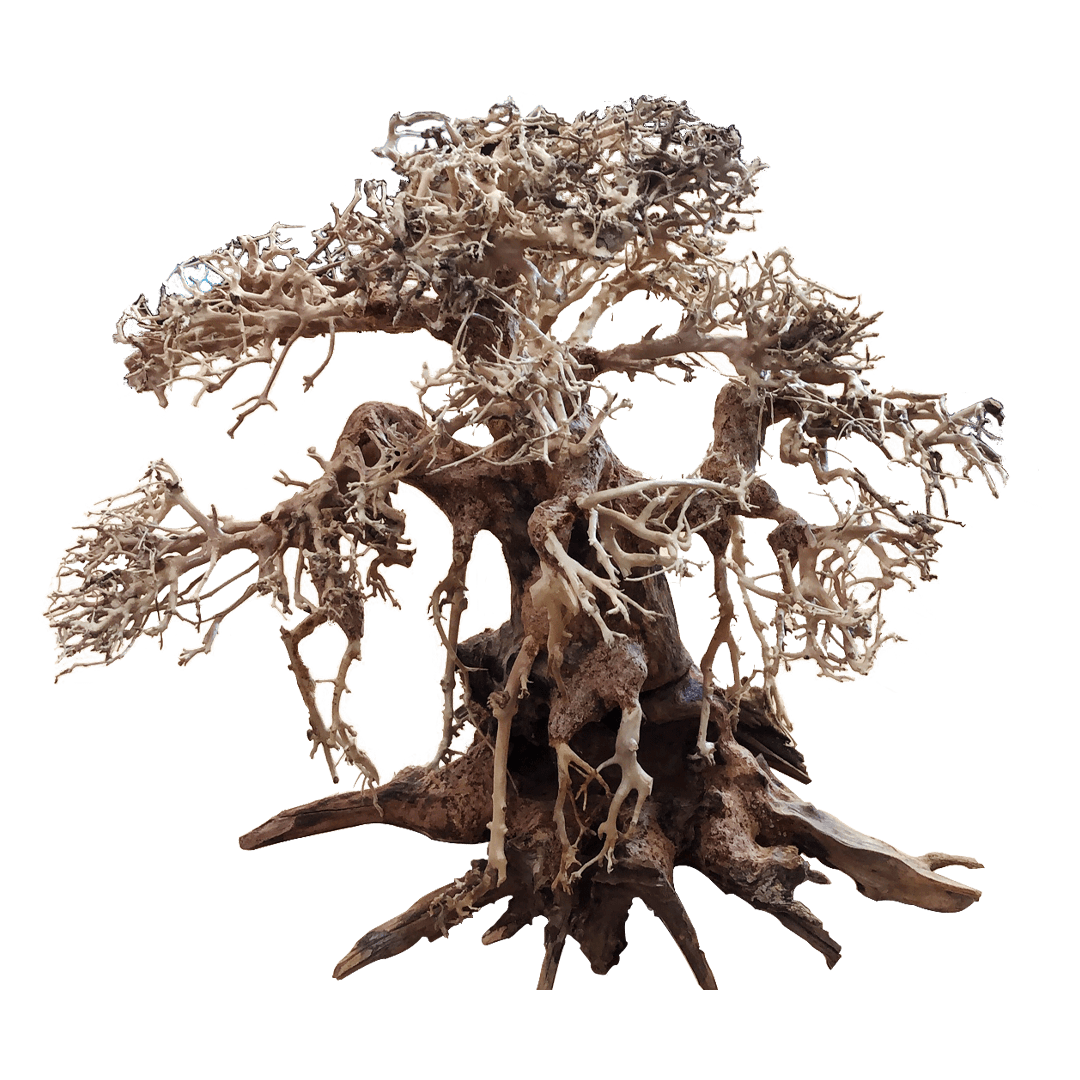 BONSAQUA - Gerader Bonsai - Bt01 - 12x15 APROx.